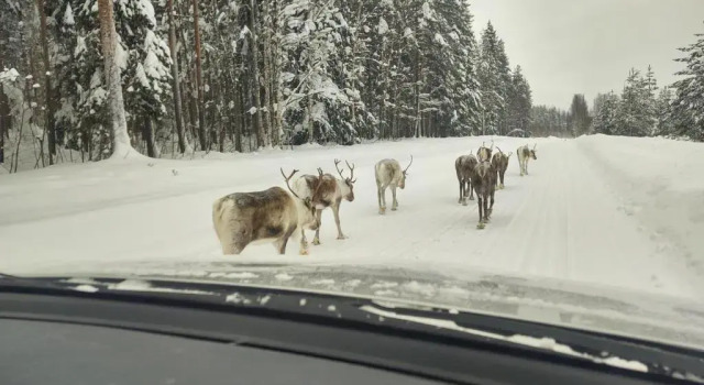 Коттедж Lagomhuset - A peaceful holiday in Swedish Lapland