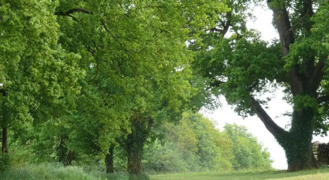 Коттедж c 1 комнатой Gîtes à lombre des chênes