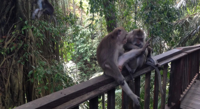 Mano House Ubud