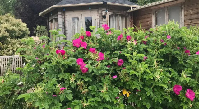 Шале Superior Le Jardin Sauvage