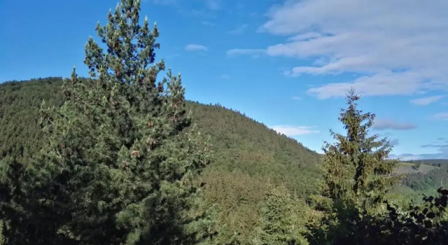 Апартаменты с 2 комнатами Ferienwohnung Waldblick Winterberg