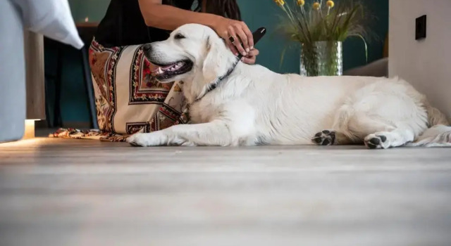 Апартаменты Sambucus Apartments -Premium Apartments for You and Your Dog