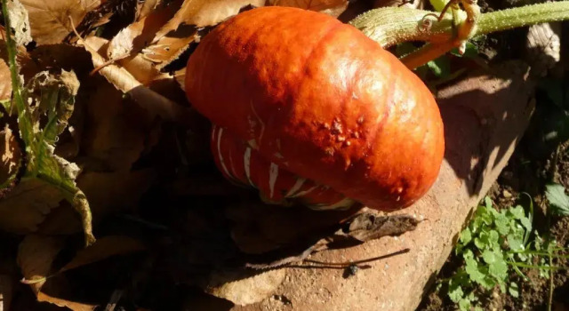 Коттедж c 1 комнатой Bois Mort farm