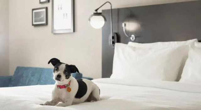 Двухместный люкс c 1 комнатой Four Points by Sheraton Milwaukee North Shore