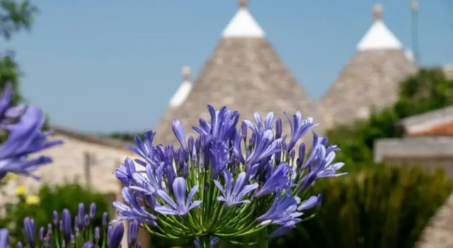 Коттедж с 3 комнатами Trulli Oasi Fiorita - Exclusive Apulian Holidays