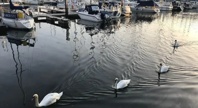 Freeman's Wharf