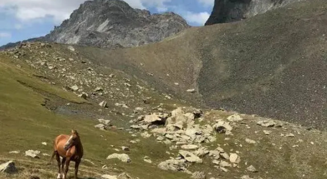 Кровать в общем номере Snoveli Kazbegi