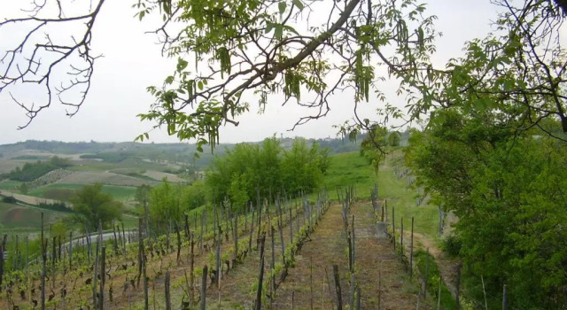 Casa Forster Langhe