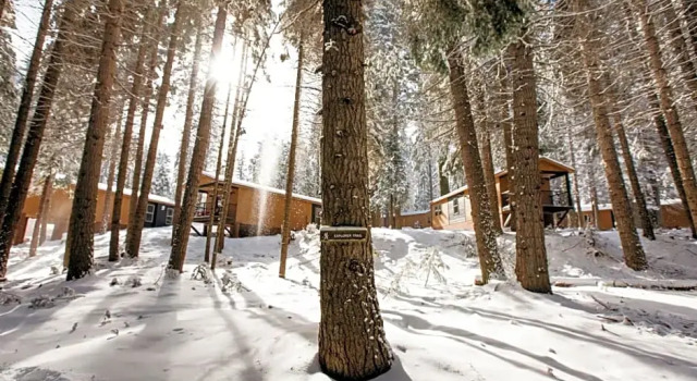 Номер Cottage Tenaya at Yosemite