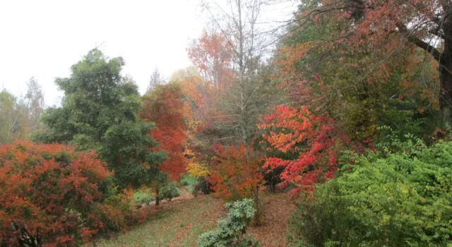 Bungalow Maple Grove