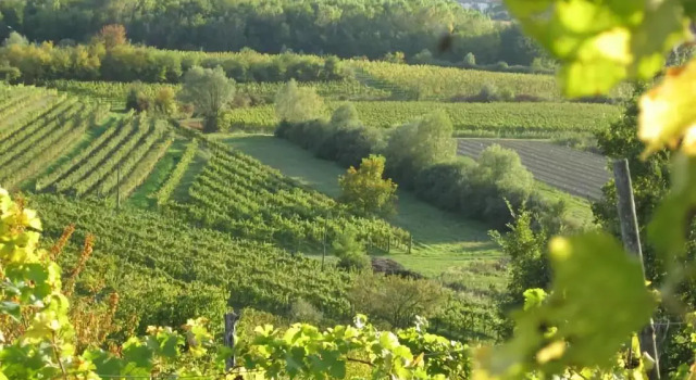 Коттедж Capriva Del Friuli - CASA RONCUS