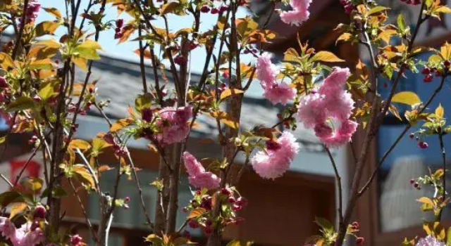 LiJiang Shiningland Resort Hotel（Lijiang Old Town）, Забронировать Курортный отель Лицзян Юньнань, рядом с Улица Сквер-стрит Древнего города Даянь