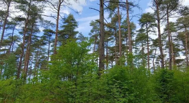 6 Person Holiday Home in Oksbol, Rezerwuj Hotel Oksbol Syddanmark