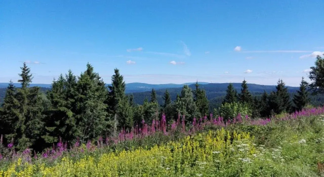 Ferienhotel Waldfrieden