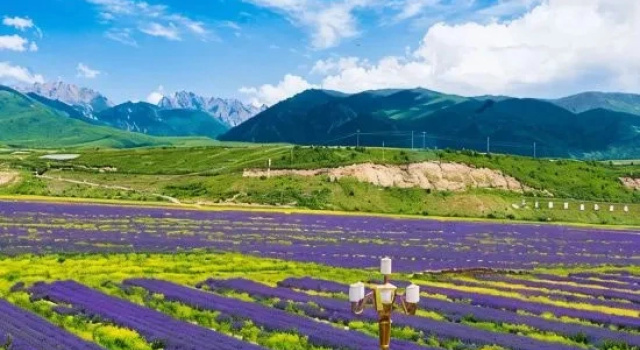 Lavender Hotel, Prenota Hotel Ngawa Cina
