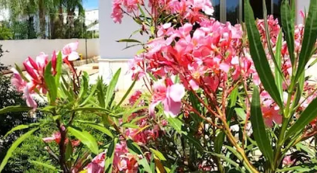 Villa Lucrezia, Rezervasyon Villa Racale otoparklı oteller, Otopark