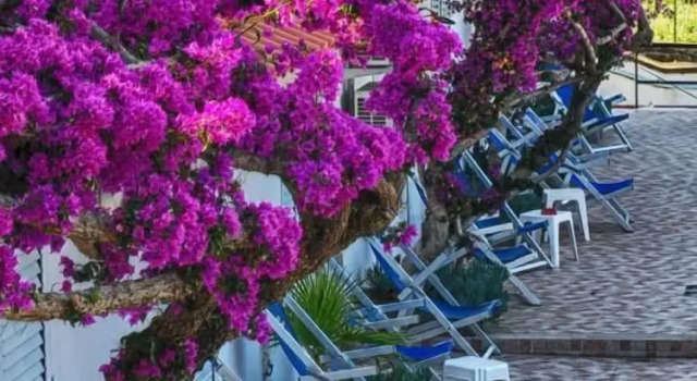 Трёхместный номер Standard Hotel Parco Cartaromana