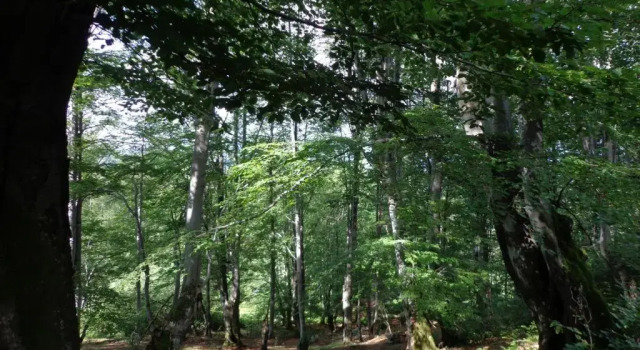 Коттедж Cabana Plai