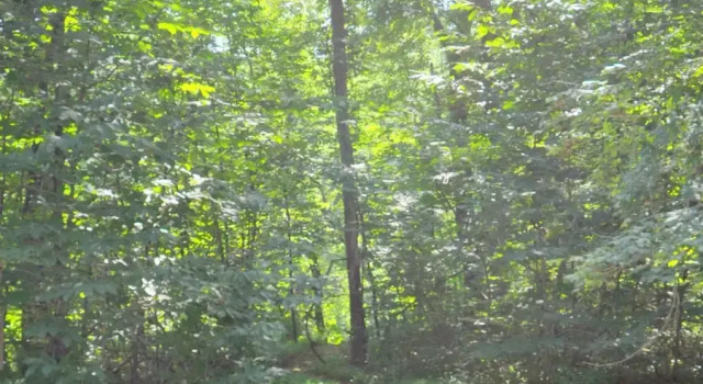 Коттедж Trails End River Retreat - Riverside