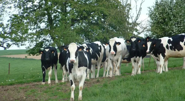 Семейный номер Standard Battery Valley Farm
