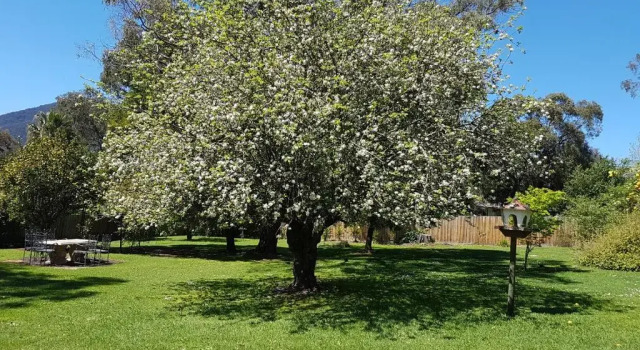 Коттедж с 2 комнатами Healesville Schofield Cottage