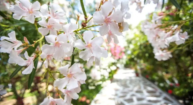 Seaside Studios Arkasa Karpathos, Prenota Hotel Arkasa 