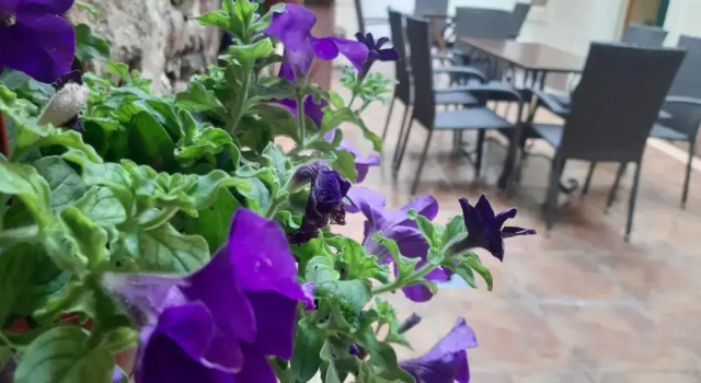 Апартаменты Kotor Emerald Apartments