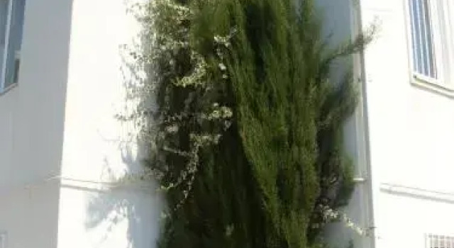 Каравелла