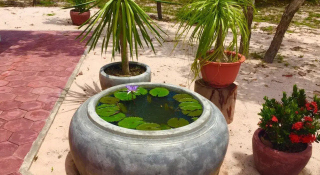 Коттедж Dracaena Resort