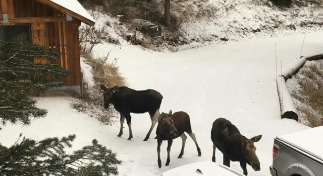 Коттедж с 5 комнатами Jackson Hole Hideout