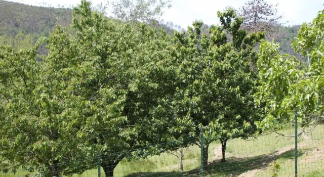 Номер Standard Affittacamere Graziella