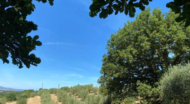La Casina Della Quercia, Your Tuscan Oak Tree House