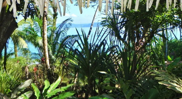 Четырёхместный люкс Luxury Copa De Arbol Beach & Rainforest Resort