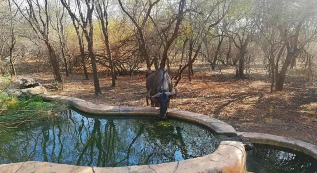 KaiZen Honeybadger Lodge