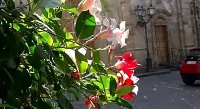 Nenet, Réserver Hôtel Guglionesi Molise