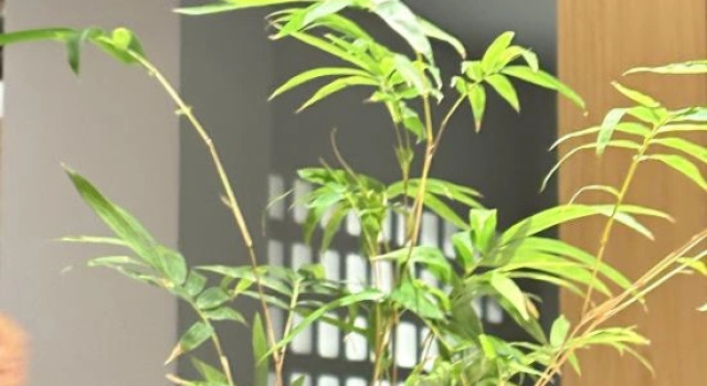 Wuyishan Qingshanjian Holiday Villa, Book Villa Cottages in Nanping, Cottage