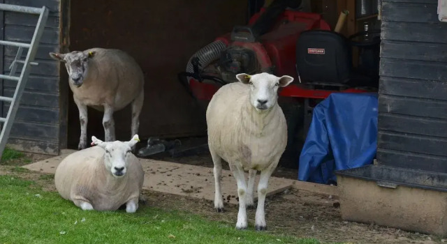 Fuzzys Farm, Book Landbrugsophold Hemel Hempstead Hertfordshire
