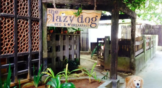 The Lazy Dog Bed & Breakfast