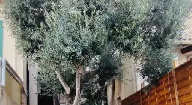 Le Jardin Arlésien