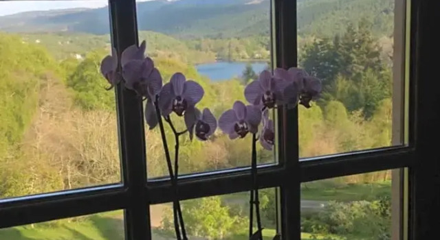 Двухместный люкс Highland Bear Lodge & Woodland Bear Huts