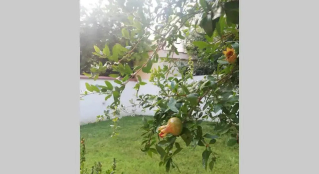 Апартаменты Flower Garden Apartment Vicino al Centro