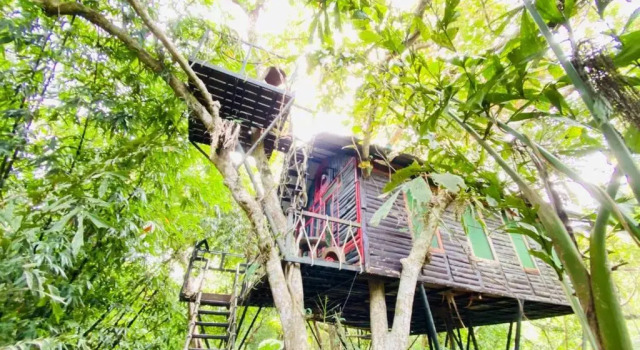 Люкс Khao Sok Tree House Resort