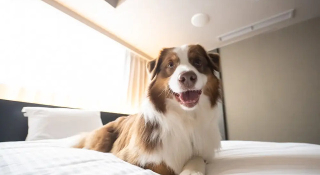 Номер Grand hotel anddoggy Kyoto Nijo