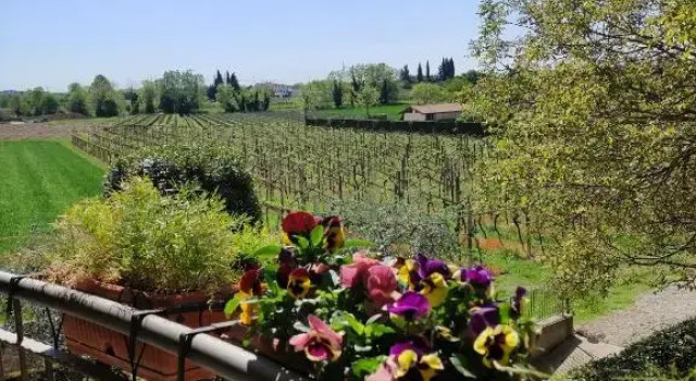 Двухместный номер Standard с балконом Agriturismo La Vigna
