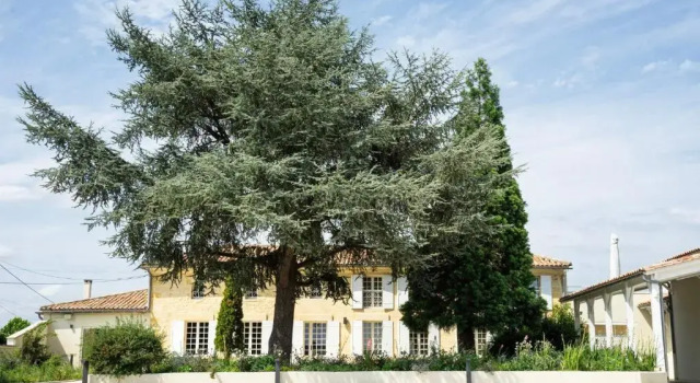 Château Haut-Brisson, Prenota Bed & breakfast Vignonet 