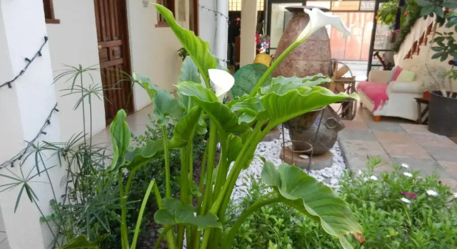 Номер Economy Hotel Casa Mia