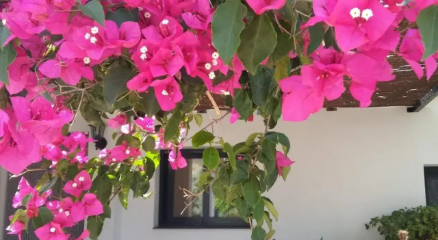 Студия B&B Casa Domingo