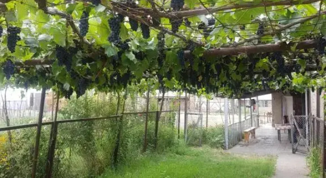 wine valley, Prenota Hotel Udabno Municipalità di Sagarejo