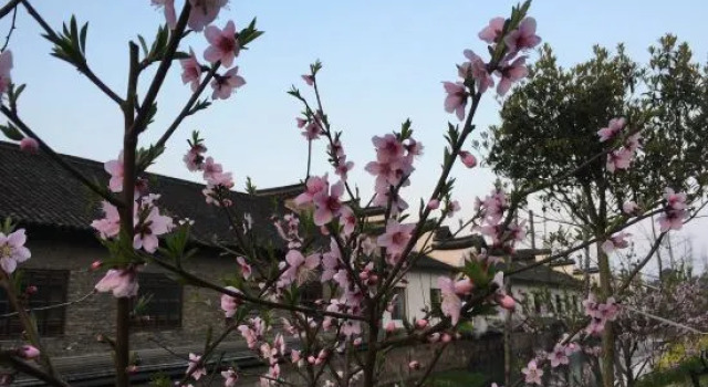 Wuzhen Flower House, Забронировать Отель Учжэнь Цзясин, рядом с Former Residence of Mao Dun