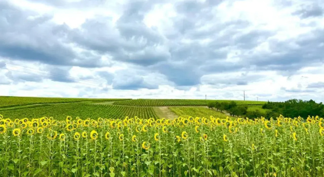 Коттедж с 3 комнатами Au Coeur des Vignes